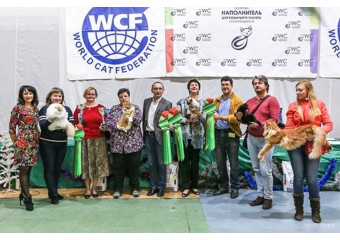 WCF Кубок Каменный Цветок в Екатеринбурге.