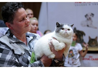 Международная выставка кошек КЛК "Мегакет" в г. Пермь